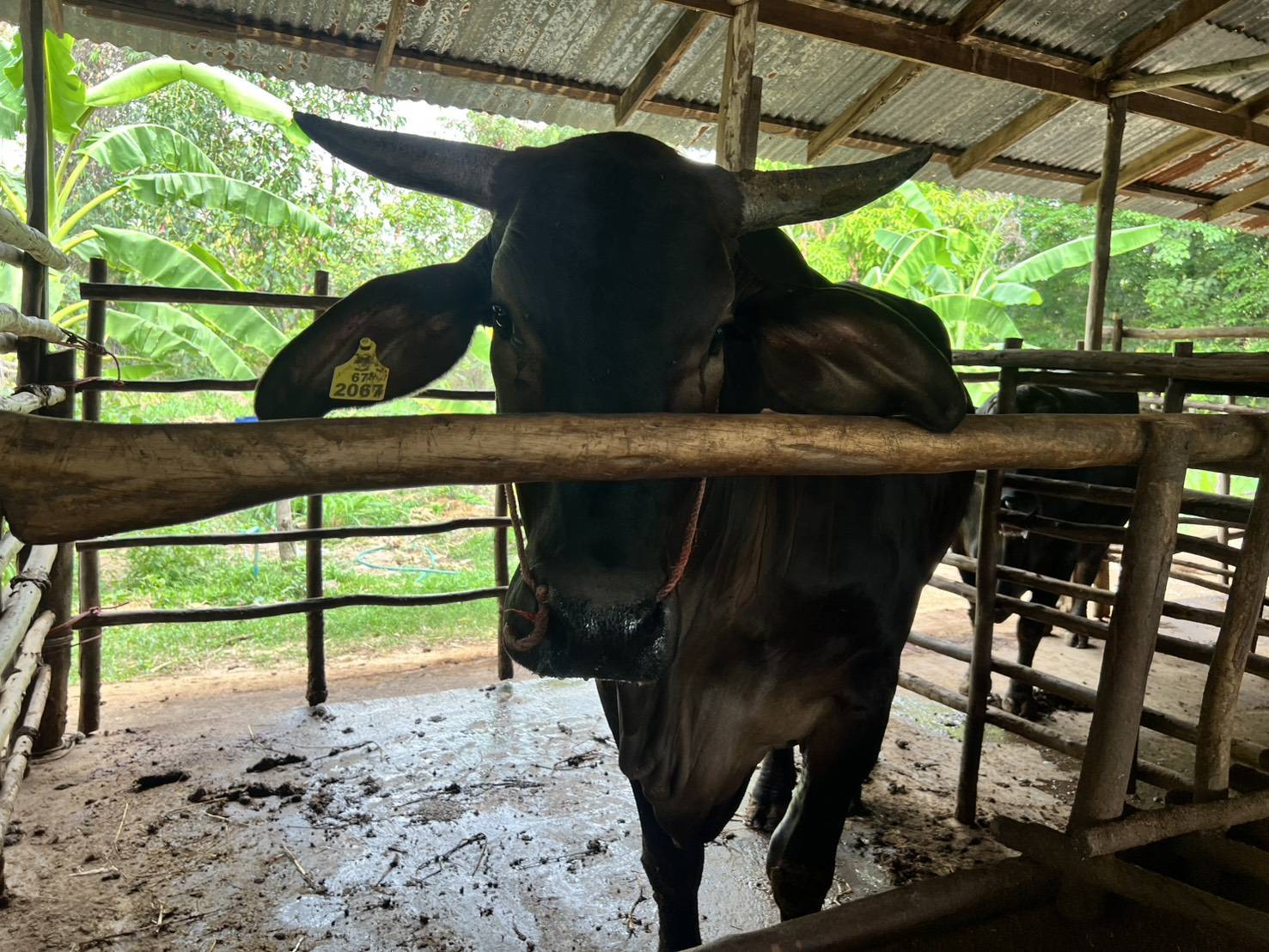 title - เลขาธิการ ส.ป.ก. ลงพื้นที่ตรวจเยี่ยมกลุ่มวิสาหกิจชุมชนโคขุนหนองแหน และศูนย์ต้นแบบเกษตรทฤษฎีใหม่ในเขตปฏิรูปที่ดิน จังหวัดยโสธร